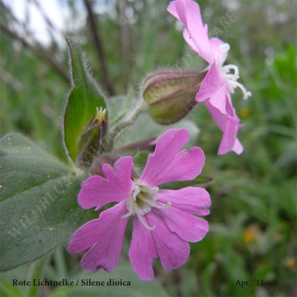 04-rote-lichtnelke-04-11