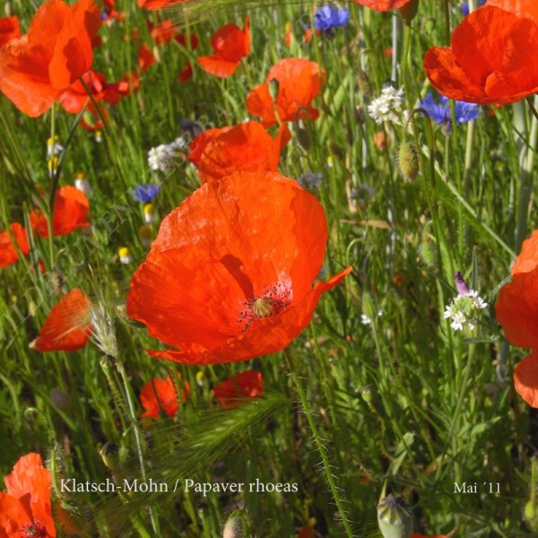 16-klatsch-mohn-05-11