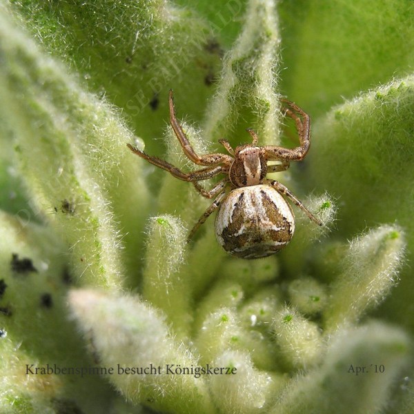 35-krabbenspinne-besucht-koenigskerze-4-10