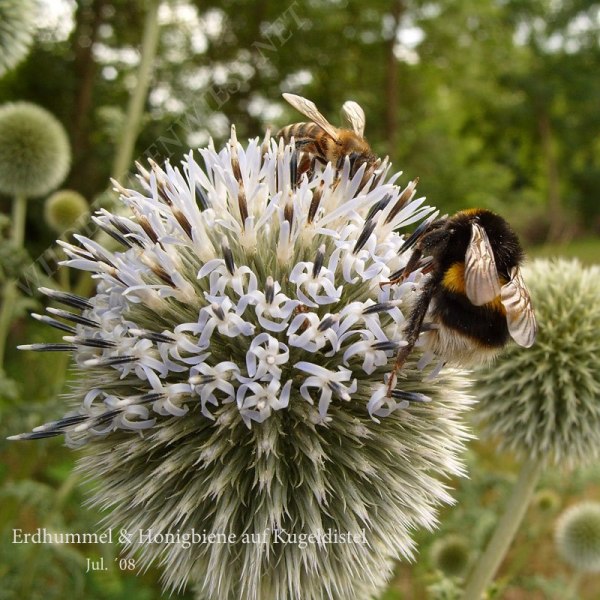 37-erdhummelhonigbiene-auf-kugeldistel-07-08