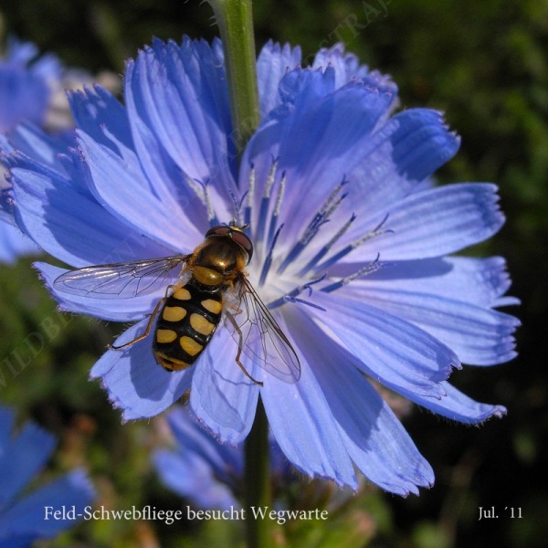 41-feld-schwebfliege-besucht-wegwarte-07-11