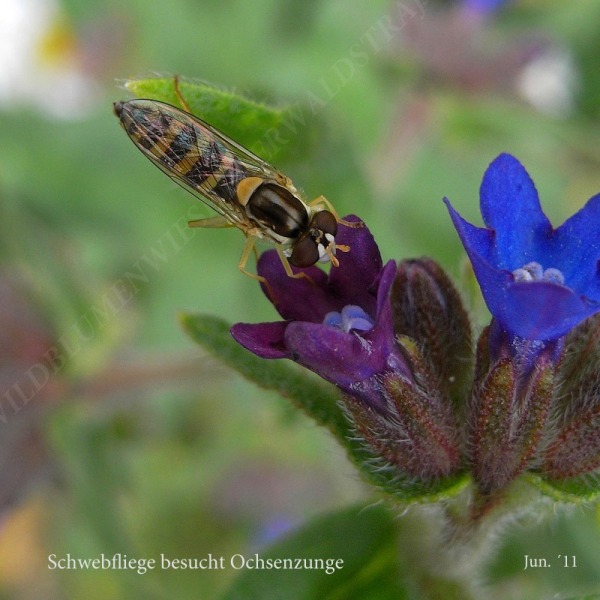 42-schwebfliege-besucht-ochsenzung-06-11