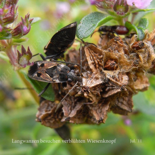 44-langwanzen-besuchen-wiesenknopf-7-11