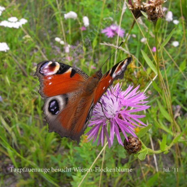 50-tagpfauenauge-besucht-wiesen-flockenblume-07-11