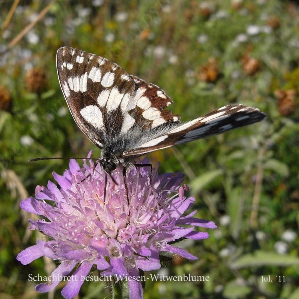 53-schachbrett-besucht-wiesen-witwenblume-07-11