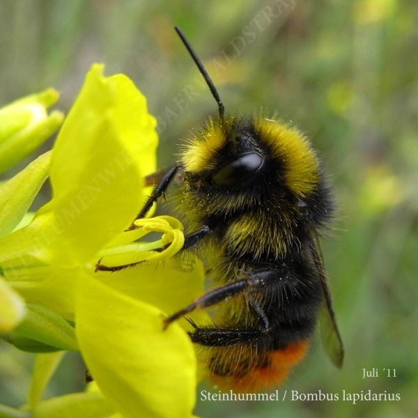 56-steinhummel-7-11