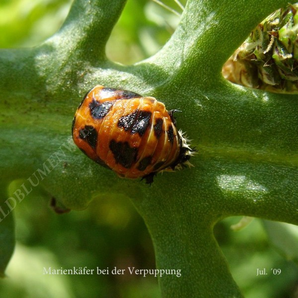 59-mairenkaefer-bei-der-verpuppung-7-09