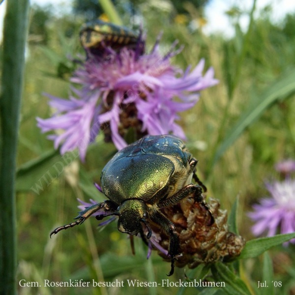 61-rosenkaefer-besucht-w-flockenblumen-07-08