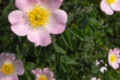 02-hunds-rose-05-11
