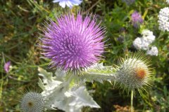 03-eseldistel-07-10