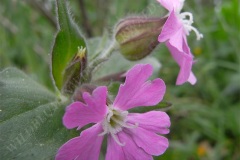 04-rote-lichtnelke-04-11