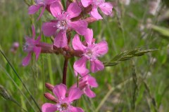 05-pechnelke-05-11