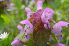 06-purpurrote-taubnessel-04-11