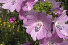 07-moschus-malve-06-11