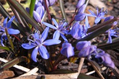 09-blaustern-03-11
