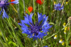 12-kornblume-05-11