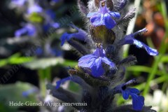 13-heide-guensel-05-11