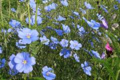 14-lein-06-10