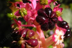 15-kermesbeere-07-11