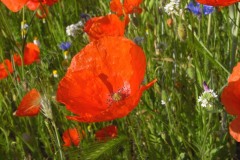 16-klatsch-mohn-05-11