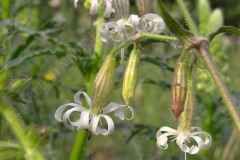 17-nickendes-leimkraut-05-11