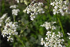 18-wiesen-kerbel-05-11