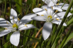 19-dolden-milchstern-05-11