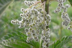 20-brennessel-05-11
