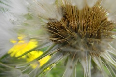 21-loewenzahn-04-11l