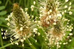 22-spitz-wegerich-07-08