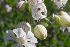 23-leimkraut-05-11