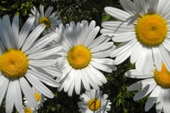 24-margerite-05-11