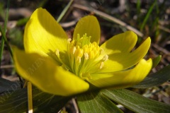 25-winterling-03-11