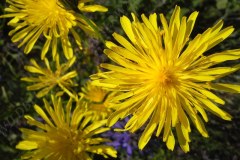 26-wiesen-pippau-05-11