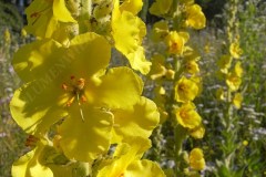 28-grossbluetige-koenigskerze-06-10