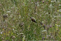 33-stieglitze-rechts-in-der-wbw-7-11