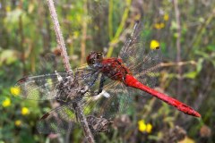 34-blutrote-heidelibelle-8-10