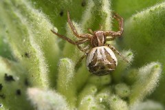 35-krabbenspinne-besucht-koenigskerze-4-10