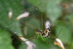 36-baldachinspinne-7-11