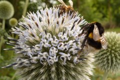 37-erdhummelhonigbiene-auf-kugeldistel-07-08