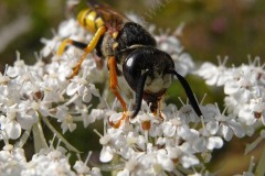 38-bienenwolf-7-11