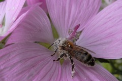 39-honigbiene-besucht-moschusmalve-6-11