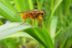 40-gelbe-dunkfliege-4-11