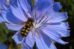41-feld-schwebfliege-besucht-wegwarte-07-11
