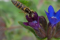 42-schwebfliege-besucht-ochsenzung-06-11