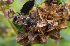 44-langwanzen-besuchen-wiesenknopf-7-11