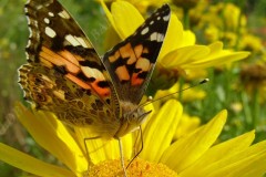 48-distelfalter-besucht-saatwucherblume-7-09