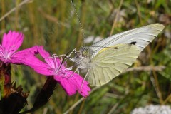 49-kohlweissling-auf-kartaeusernelke-7-11