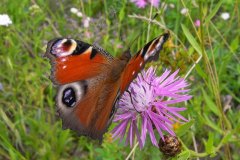 50-tagpfauenauge-besucht-wiesen-flockenblume-07-11