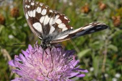 53-schachbrett-besucht-wiesen-witwenblume-07-11